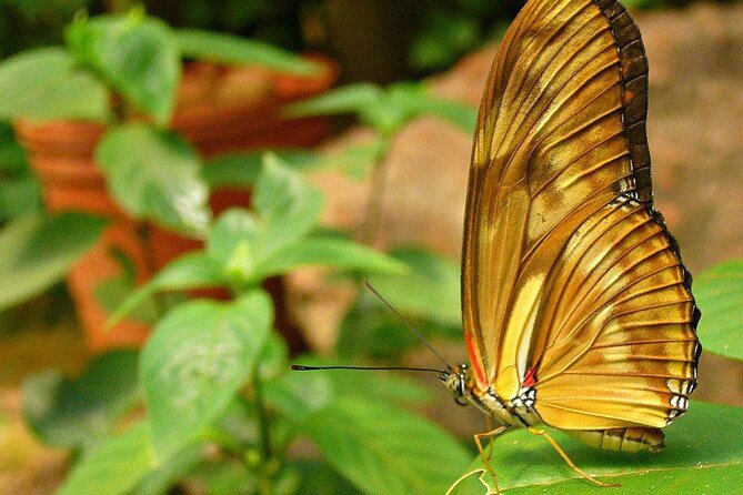 Puerto Iguazú: Iguazú Biocenter Tour - Key Points