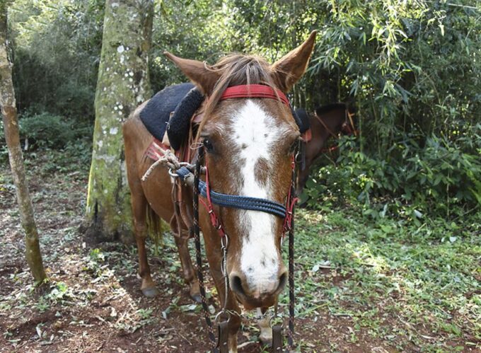 Puerto Iguazu: Jungle Horseback Ride With Guarani Community - Restrictions and Considerations