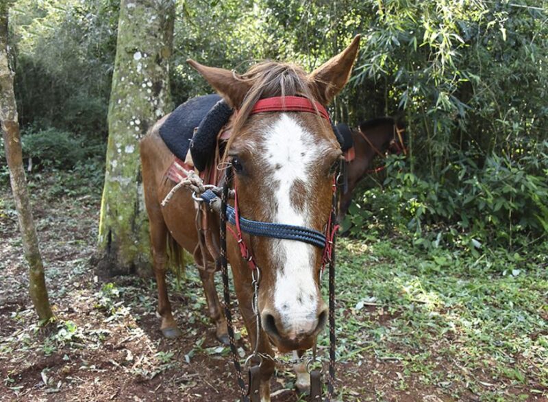 Puerto Iguazu: Jungle Horseback Ride With Guaraní Community - Inclusions and Exclusions