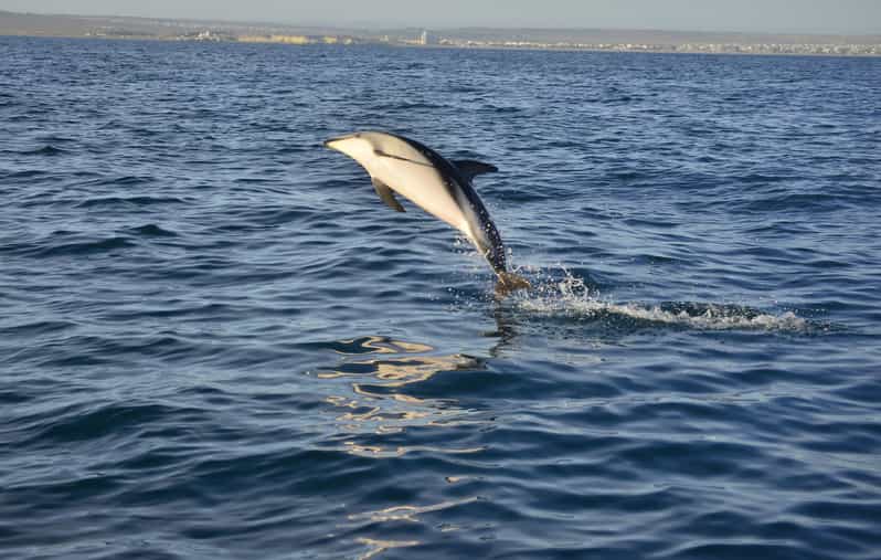 Puerto Madryn: Dolphin Encounter - Key Points