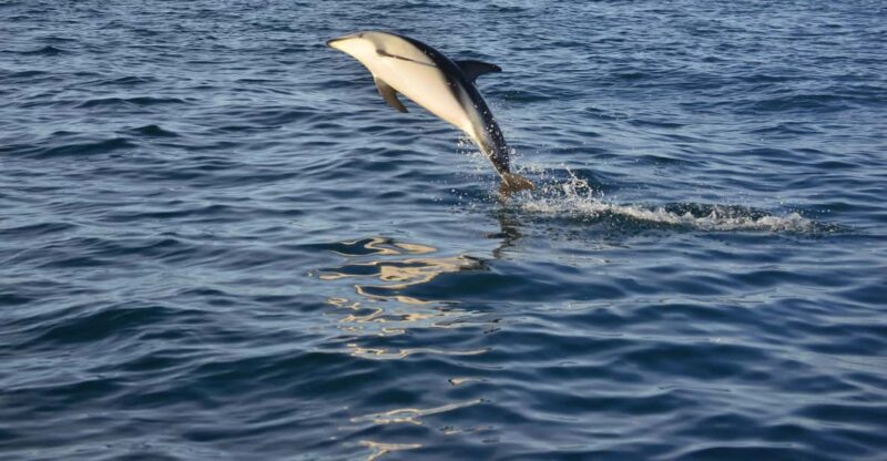 Puerto Madryn: Dolphin Encounter - Itinerary Details