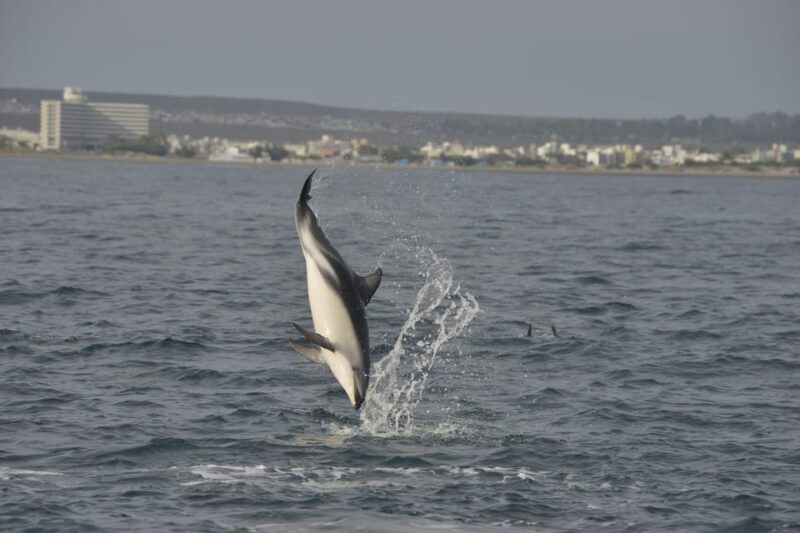 Puerto Madryn: Dolphin Encounter - Dolphin Encounter Experience