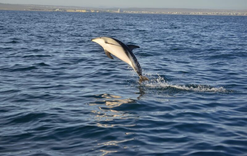 Puerto Madryn: Dolphin Encounter - Inclusion and Amenities