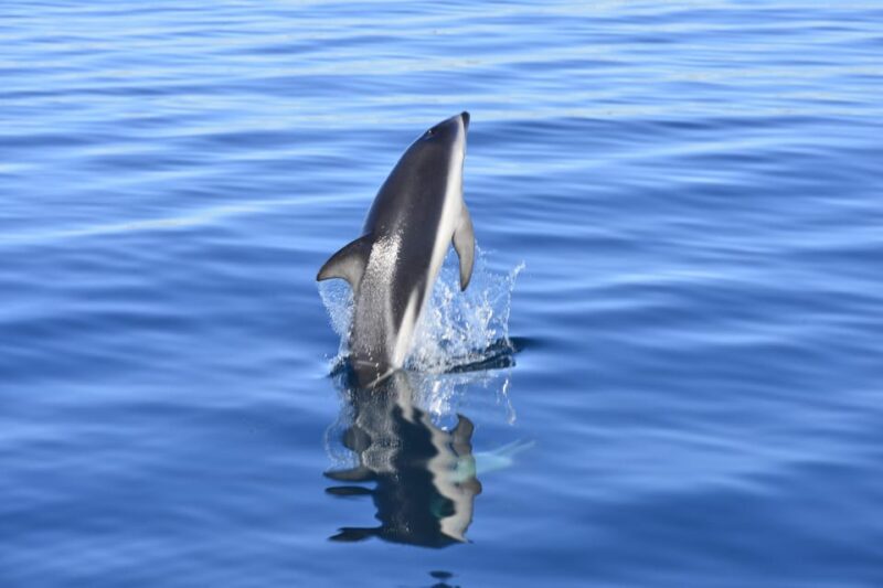 Puerto Madryn: Dolphin Encounter - Recommendations and Meeting Point