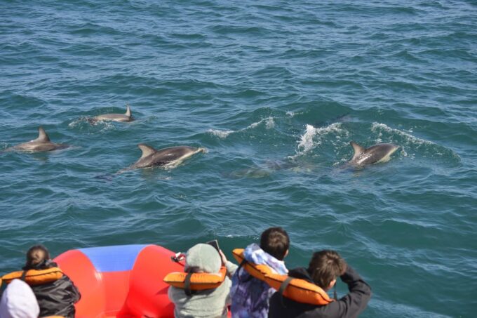 Puerto Madryn: Dolphin Encounter - Activity Pricing