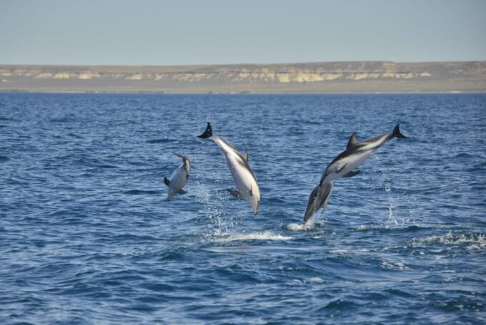 Puerto Madryn: Dolphin Encounter - Booking and Cancellation Policy