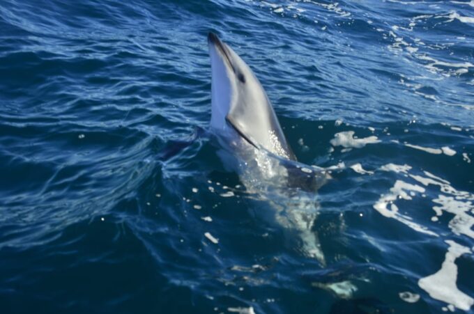 Puerto Madryn: Dolphin Encounter - Recap
