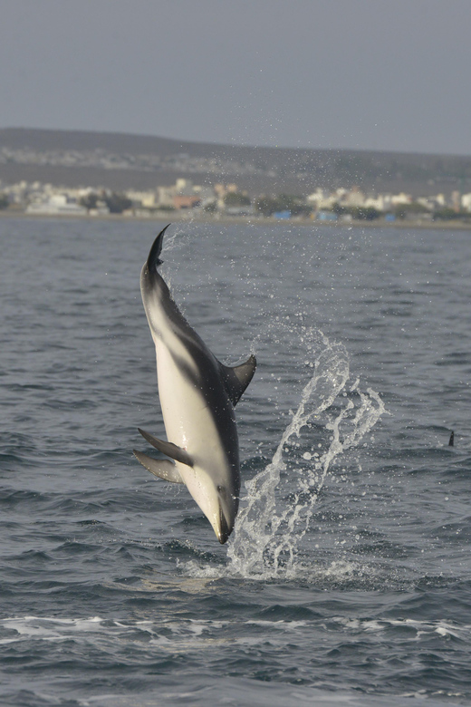 Puerto Madryn: Dolphin Encounter - Wildlife Experience