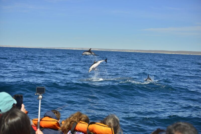 Puerto Madryn: Dolphin Encounter - Inclusions and Amenities