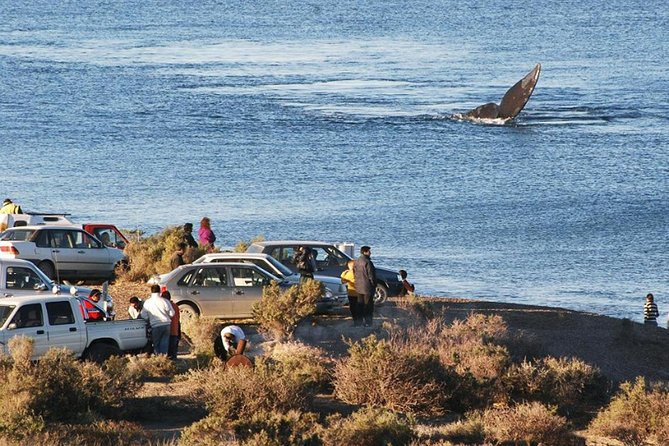 Puerto Madryn: Doradillo Beach Whale Watching Experience - Highlights of the Experience