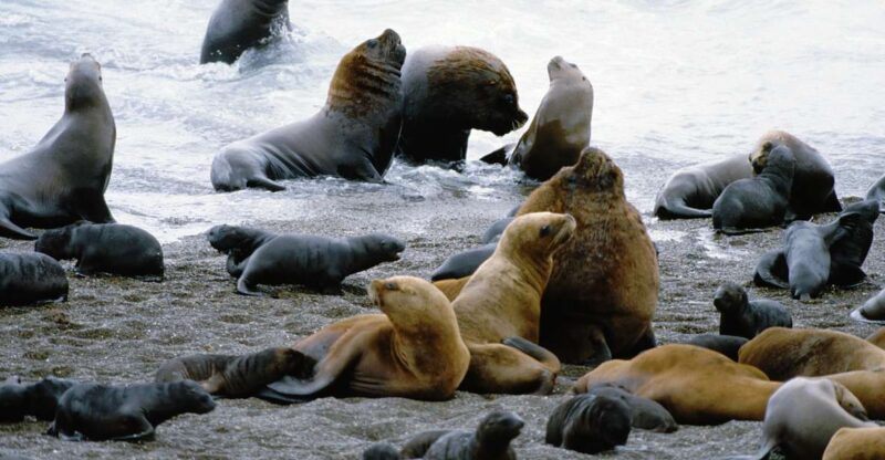 Puerto Madryn: Excursion to Peninsula Valdes Classic - Itinerary Highlights