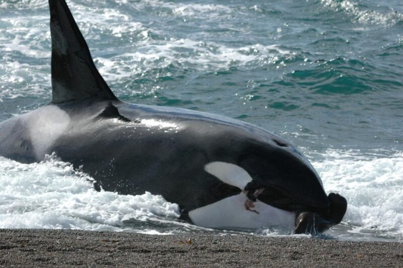 Puerto Madryn: Excursion to Peninsula Valdes Classic - Navigation and Seasonality
