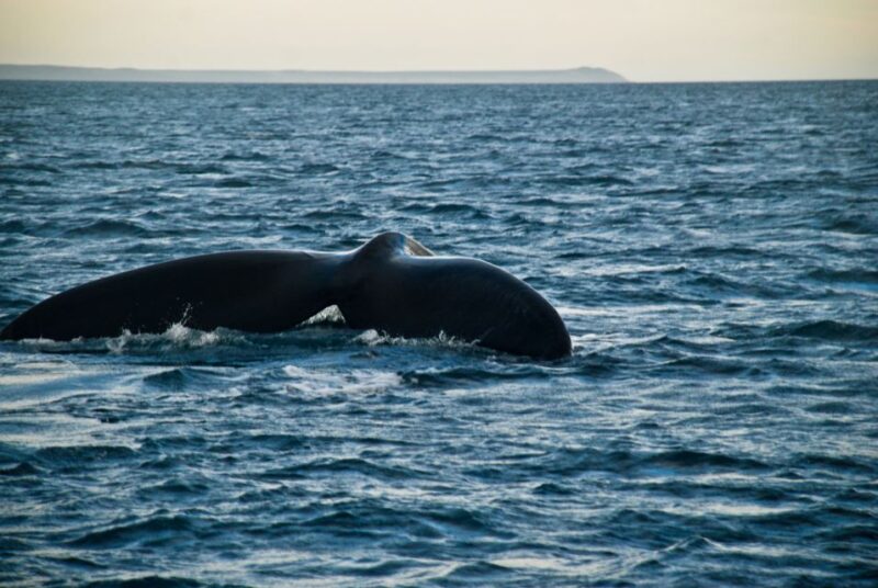 Puerto Madryn: Excursion to Peninsula Valdes Classic - Inclusions and Pricing