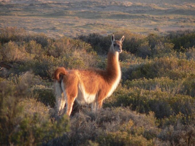 Puerto Madryn: Excursion to Peninsula Valdes Classic - Group Size and Cancellation