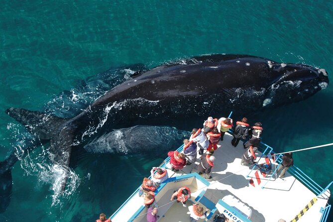 Puerto Madryn: Peninsula Valdes National Park Day Trip - Inclusions