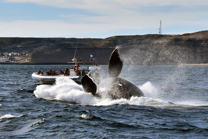 Puerto Madryn: Peninsula Valdes National Park Day Trip - Additional Information