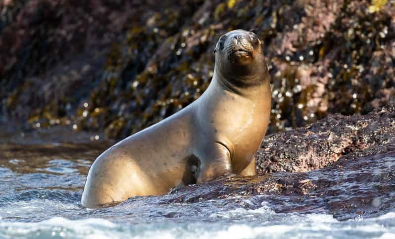 Puerto Madryn: Punta Loma and Southern Puerto Madryn Tour - Guide Recommendations