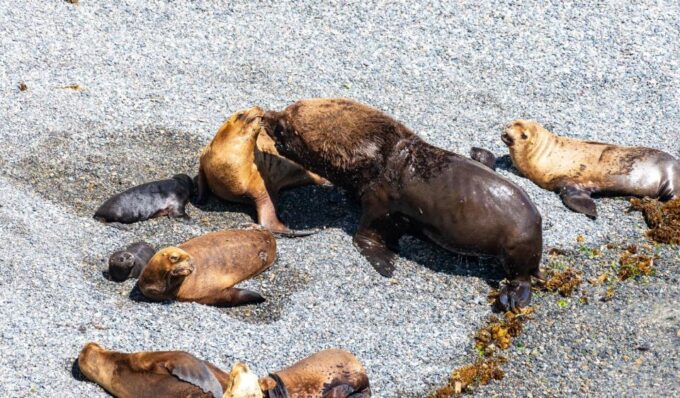 Puerto Madryn: Punta Loma Shore Excursion - Frequently Asked Questions
