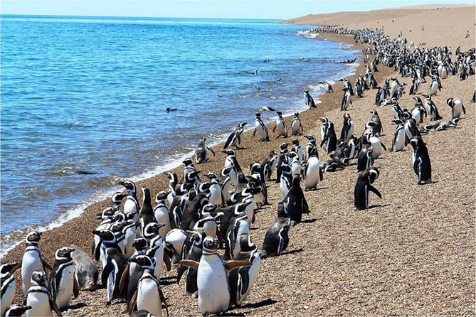 Puerto Madryn: Punta Tombo Full-Day Tour - Key Points