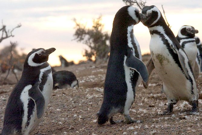 Puerto Madryn: Punta Tombo Full-Day Tour - Visiting Magellanic Penguins
