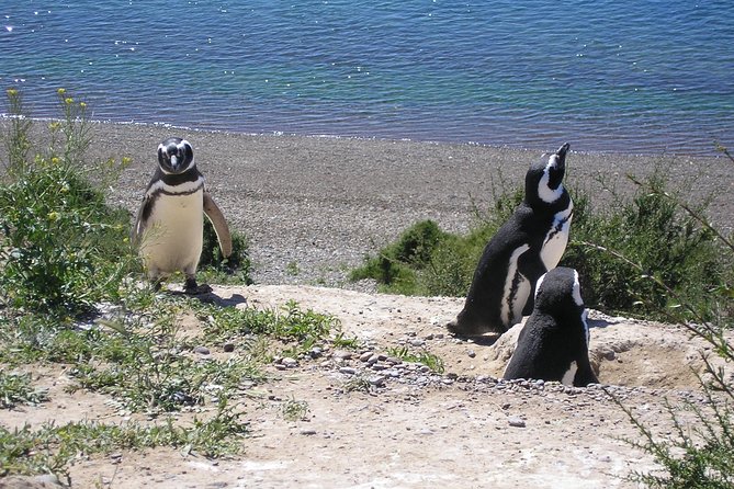 Puerto Madryn Shore Excursion: Private Day Trip to Punta Tombo Penguin Colony - Witnessing Magellanic Penguin Behaviors