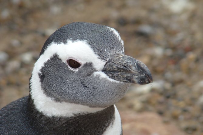 Puerto Madryn Shore Excursion: Private Day Trip to Punta Tombo Penguin Colony - Suggestions for Future Visitors
