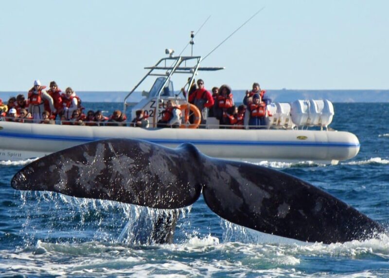Puerto Madryn: Valdés Peninsula With Optional Whale Watching - Whale Watching Tour