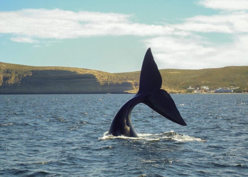 Puerto Madryn: Valdés Peninsula With Optional Whale Watching - Inclusions and Exclusions