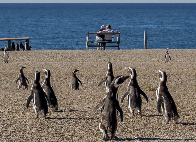 Puerto Madryn: Valdés Peninsula With Optional Whale Watching - Customer Experiences