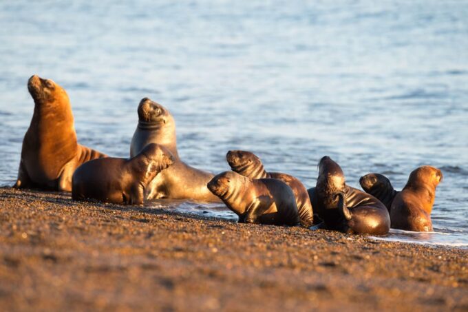 Puerto Madryn: Valdés Peninsula With Optional Whale Watching - Booking and Cancellation Policy