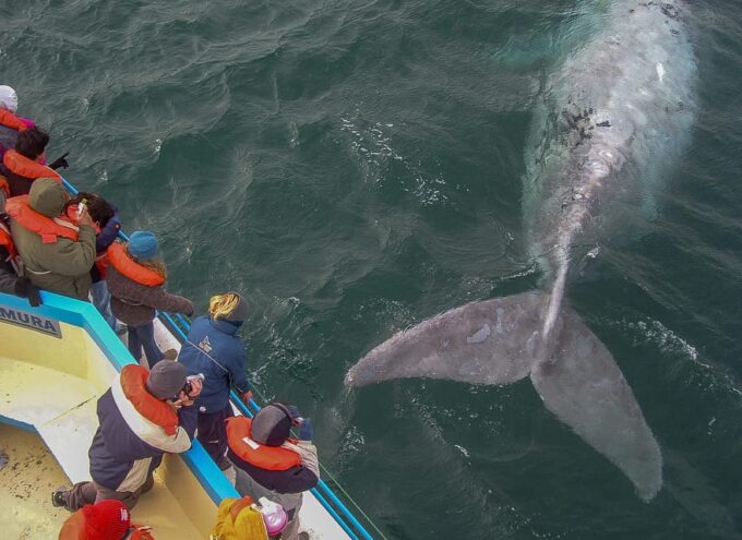 Puerto Madryn: Valdés Peninsula With Optional Whale Watching - Frequently Asked Questions