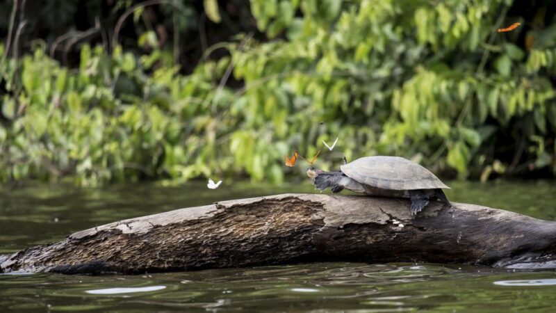 Puerto Maldonado: 2-Day Peruvian Tambopata Jungle Trip - Pricing and Payments