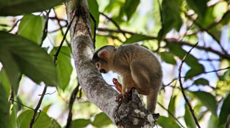 Puerto Maldonado: 2-Day Peruvian Tambopata Jungle Trip - Accommodation and Meals