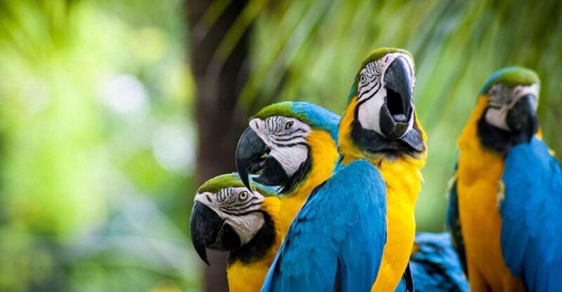 Puerto Maldonado: 2-day Tambopata National Reserve Tour - Itinerary Highlights