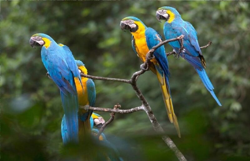 Puerto Maldonado: 3-Day Tambopata National Reserve Trek Trip - Key Points