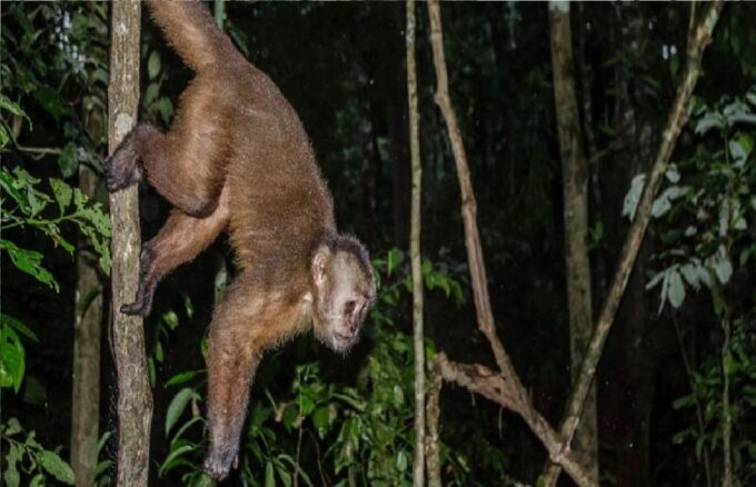 Puerto Maldonado: 3-Day Tambopata National Reserve Trek Trip - Booking and Pricing