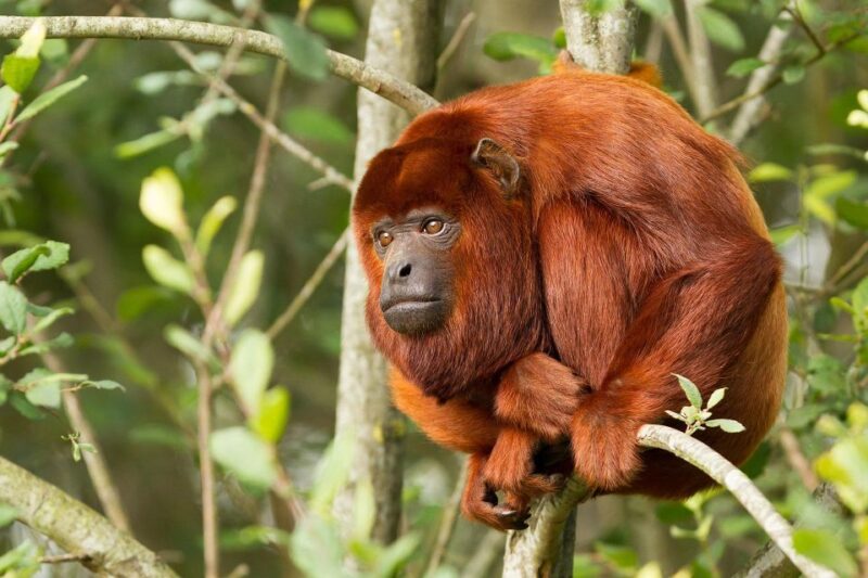 Puerto Maldonado: 3-day Tour to Tambopata National Reserve - Lodge Accommodation