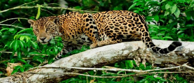 Puerto Maldonado: 4-Day Kayaking Excursion - Additional Considerations