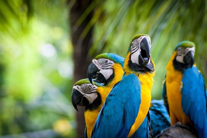 Puerto Maldonado: 4-day Tambopata National Reserve - Frequently Asked Questions