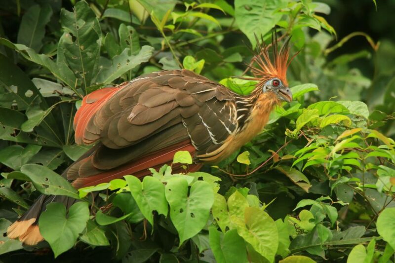 Puerto Maldonado: 4-day Tambopata National Reserve Tour - Key Points