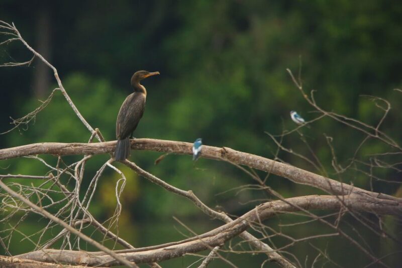 Puerto Maldonado: 4-day Tambopata National Reserve Tour - Wildlife Experiences