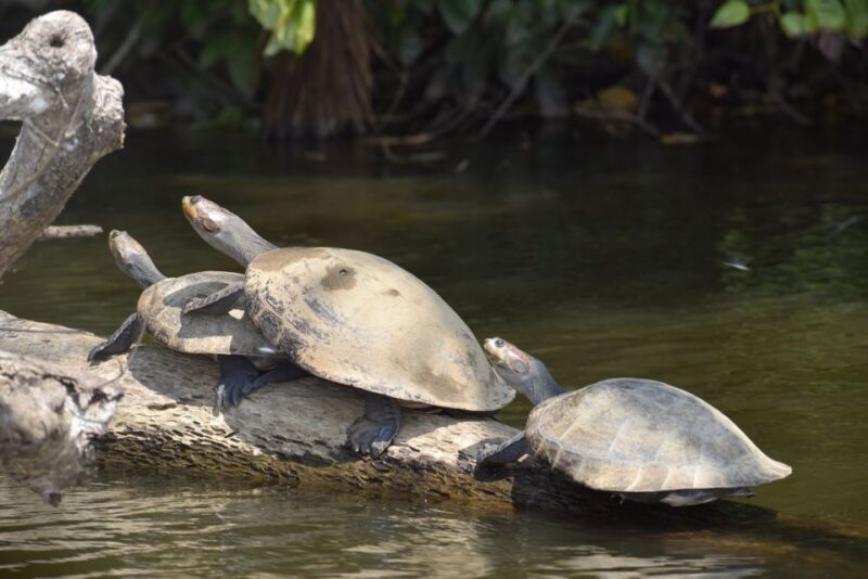 Puerto Maldonado: 4-Day Tambopata Rainforest Tour - Key Points