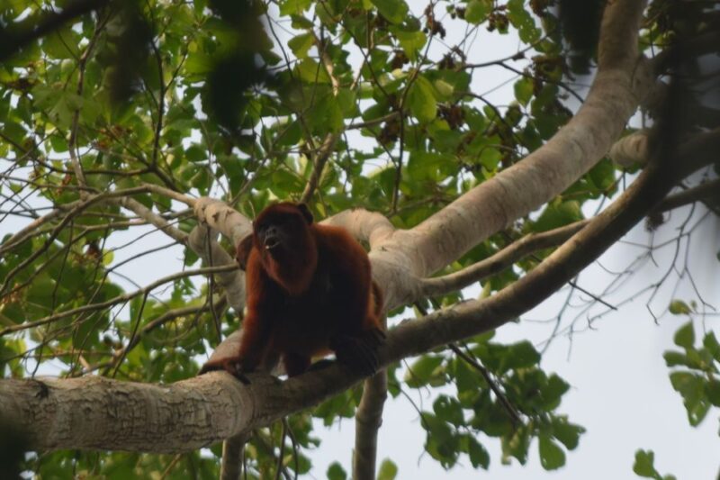 Puerto Maldonado: 4-Day Tambopata Rainforest Tour - Important Information and Recommendations
