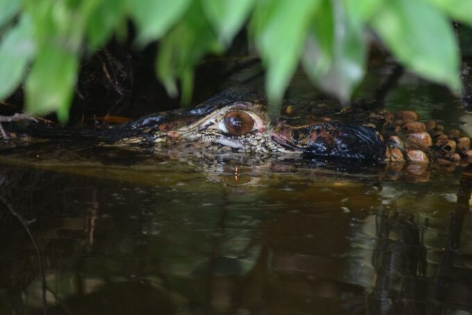 Puerto Maldonado: 4-Day Tambopata Rainforest Tour - Pickup and Drop-off Locations