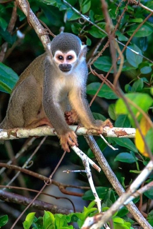 Puerto Maldonado: 4 Days Kayak Tour - Activities and Experiences
