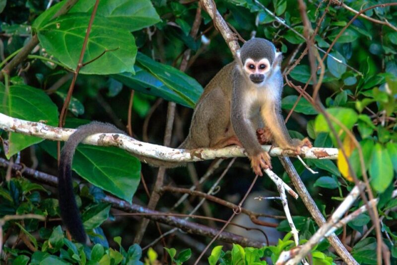 Puerto Maldonado: 4 Days Kayak Tour - Frequently Asked Questions
