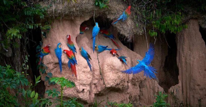 Puerto Maldonado: Adventure-Tambopata & Sandoval Lake 4D/3N - Daily Itinerary