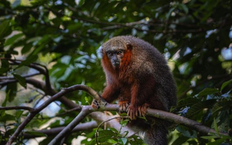 Puerto Maldonado: Jungle of Tambopata National Reserve 2D/1N - Itinerary