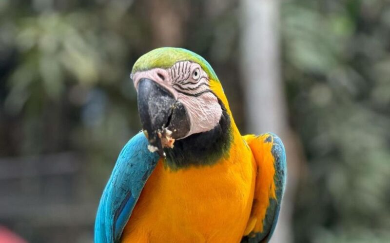 Puerto Maldonado: Jungle of Tambopata National Reserve 2D/1N - Inclusions