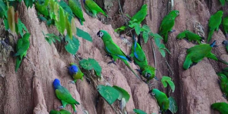 Puerto Maldonado: Macaw Clay Lick 4-Day Tour & Accommodation - Preparation and Important Information